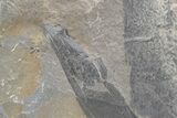 Pennsylvanian Horsetail (Calamites) Stem Plate - Kentucky #224713-1